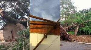 Temporal destelhou casas e derrubou árvores, em Miranda