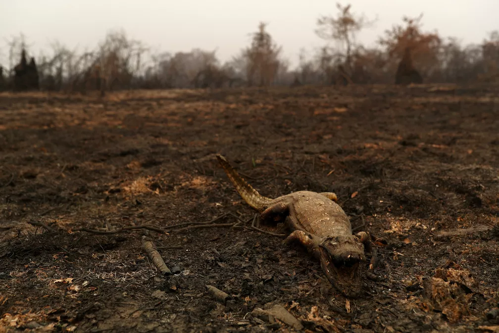 2020 09 14t100528z 1868221254 rc2ayi97ewwz rtrmadp 3 climate change brazil pantanal - Seca antecipada do Pantanal em 2022 muda paisagem e aumenta risco de queimadas