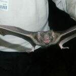 Morcego infectado com raiva é encontrado no Centro de Campo Grande e CCZ faz ‘ação de bloqueio’