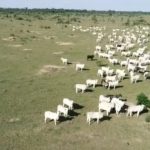 Homem tenta na Justiça ‘parar’ irmã que já vendeu R$ 18 milhões em cabeças de gado sem dividir herança