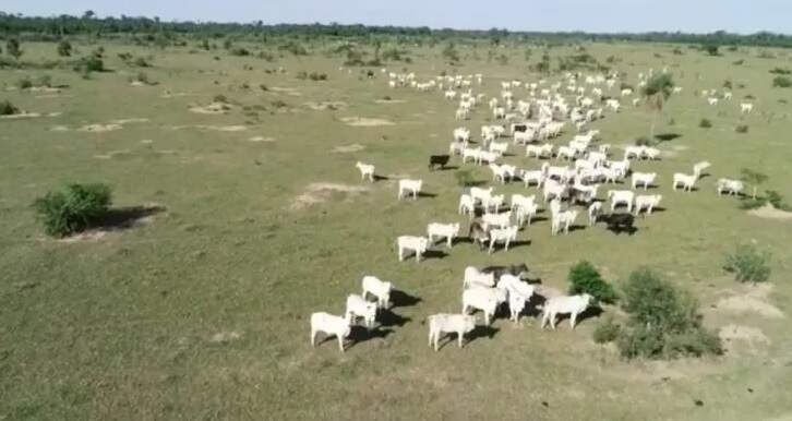 Homem tenta na Justiça 'parar' irmã que já vendeu R$ 18 milhões em cabeças de gado sem dividir herança