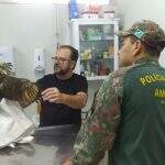 PMA captura gavião ferido encontrado dentro de residência