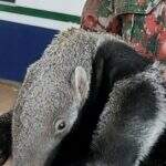 PMA recebe filhote de tamanduá encontrado na BR-262