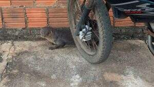 Lontra foi encontrada acuada atrás de motociclieta