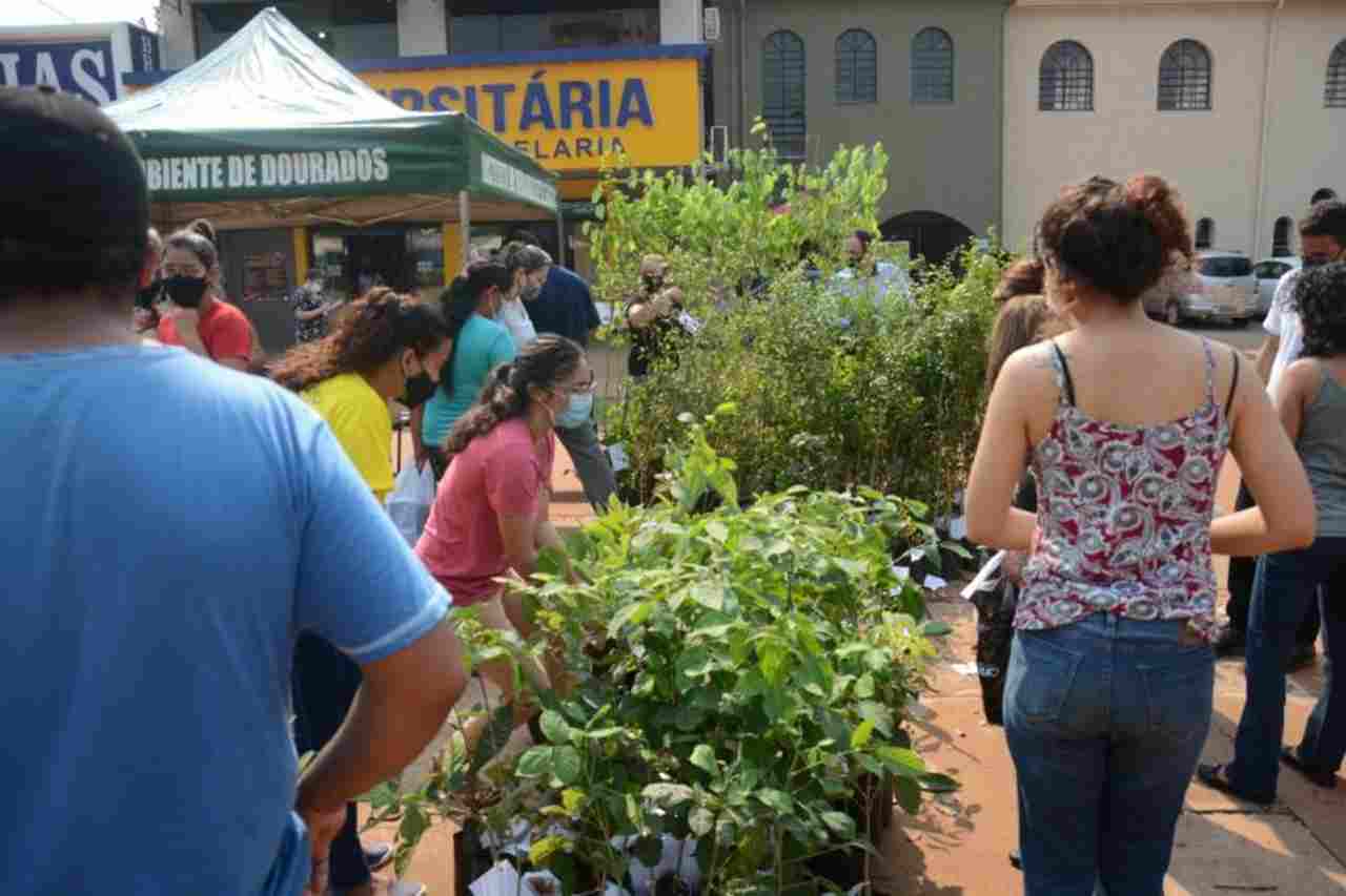 Prefeitura distribui 500 árvores frutíferas e nativas nesta sexta em Dourados