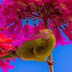 Em meio à ‘explosão de flores’, pássaro pousa em ipê-rosa para pose rara na Capital