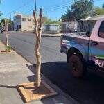 Comerciante pode ficar preso um ano após podar duas árvores em frente ao seu estabelecimento