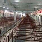 MS sobe qualidade na cadeia produtiva da pecuária suína com produtora de leitões