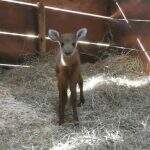 ‘Bastante manhoso’, nasce filhote de cervo-do-pantanal, espécie ameaçada de extinção