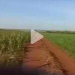 VÍDEO mostra momento em que indígena é ferido a tiros durante retomada de fazenda em MS