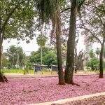 Ipês voltam com tudo e formam ‘tapete rosa’: confira onde fazer sua selfie em Campo Grande