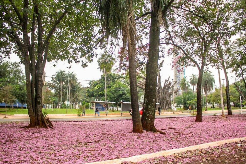 Ipês voltam com tudo e formam 'tapete rosa': confira onde fazer sua selfie em Campo Grande