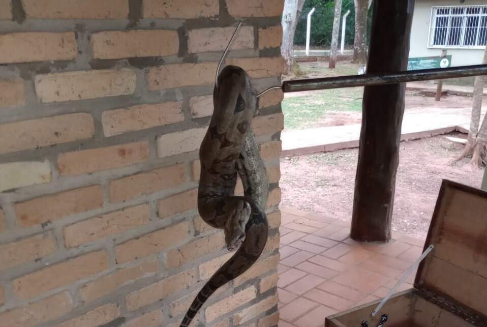 Jiboia de 2 metros é capturada pela PMA no quinta de casa em Campo Grande