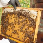 Produção de mel em MS retoma crescimento após pandemia e deve atingir recorde este ano
