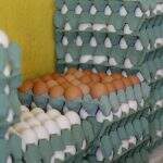 Produção de ovos tem queda em MS no 1º trimestre de 2022, aponta IBGE