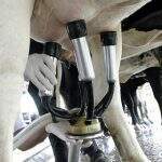 Venda de leite cru tem queda de 16% este ano em Mato Grosso do Sul