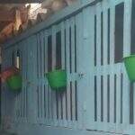 Polícia fecha criadouro com 150 galos para rinha em Campo Grande