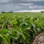 Plantio de soja está proibido em Mato Grosso do Sul a partir desta quarta-feira