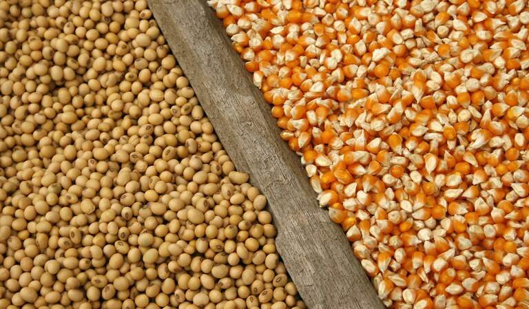 Novos custos da produção de soja e milho em MS serão apresentados em 30 dias pela Conab