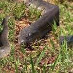 Campo-grandenses reparam em ‘olho branco’ de sucuri no Parque das Nações e Aquário do Pantanal confirma