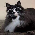 Conheça Truffles, a gata que usa óculos exclusivos 
