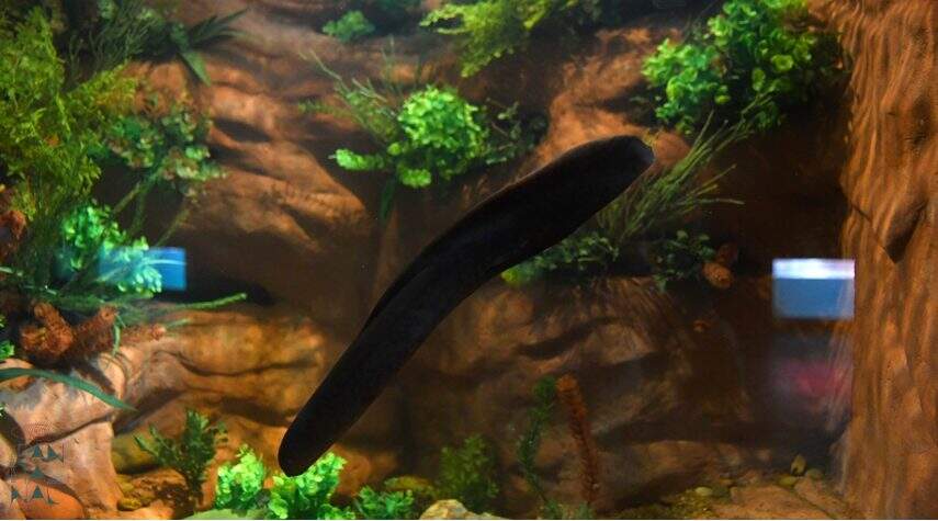 1 3 1 - Peixe do Aquário do Pantanal pode morrer afogado; entenda