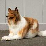 Japonês, que é apaixonado por cachorros, realiza sonho de se ‘transformar’ em cão da raça collie