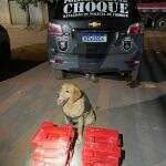 Com ajuda de cão farejador, Choque descobre malas recheadas com maconha em ônibus