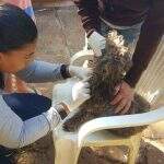 Vacinação de cães e gatos do Parque do Lago acontece nesta sexta-feira