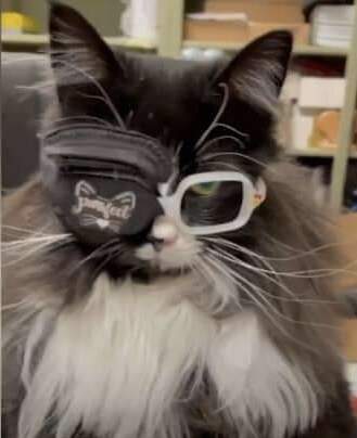 E0D79845 1C11 43AC 9EEC CE3A5A3FCD21 - Conheça Truffles, a gata que usa óculos exclusivos 