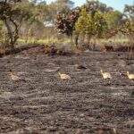 Área queimada no Pantanal cresceu 95,8% no último ano, aponta relatório