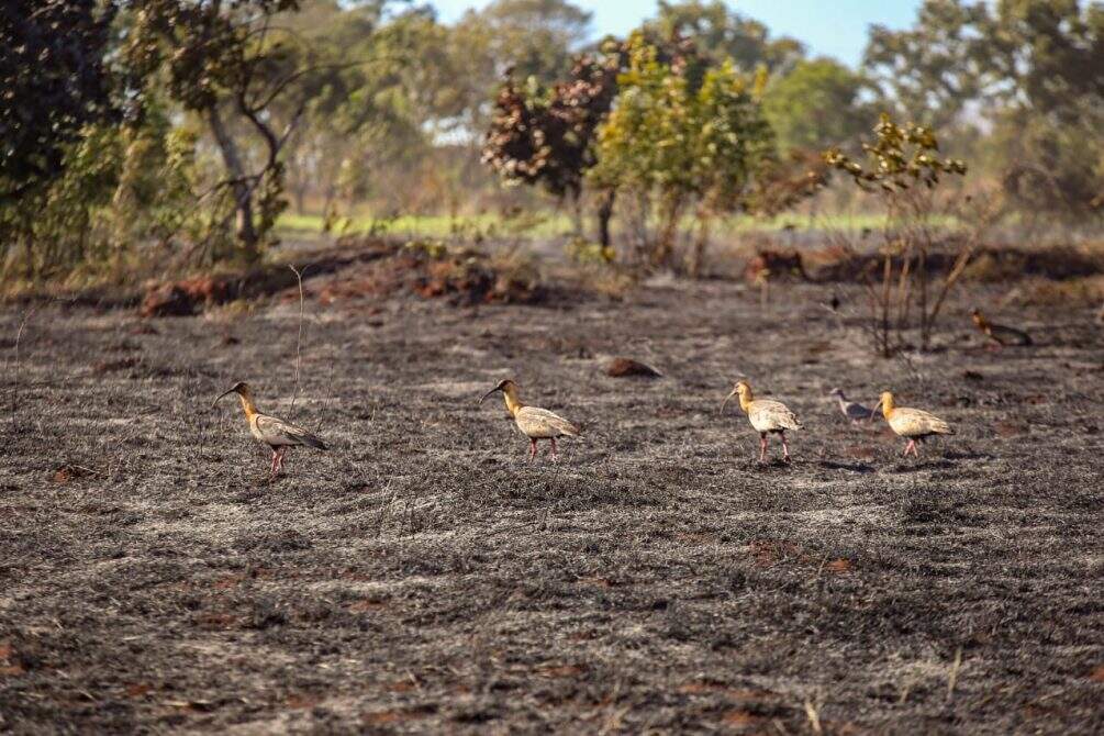 Animais são vistos em mata queimada após incêndio que devastou vegetação em Campo Grande