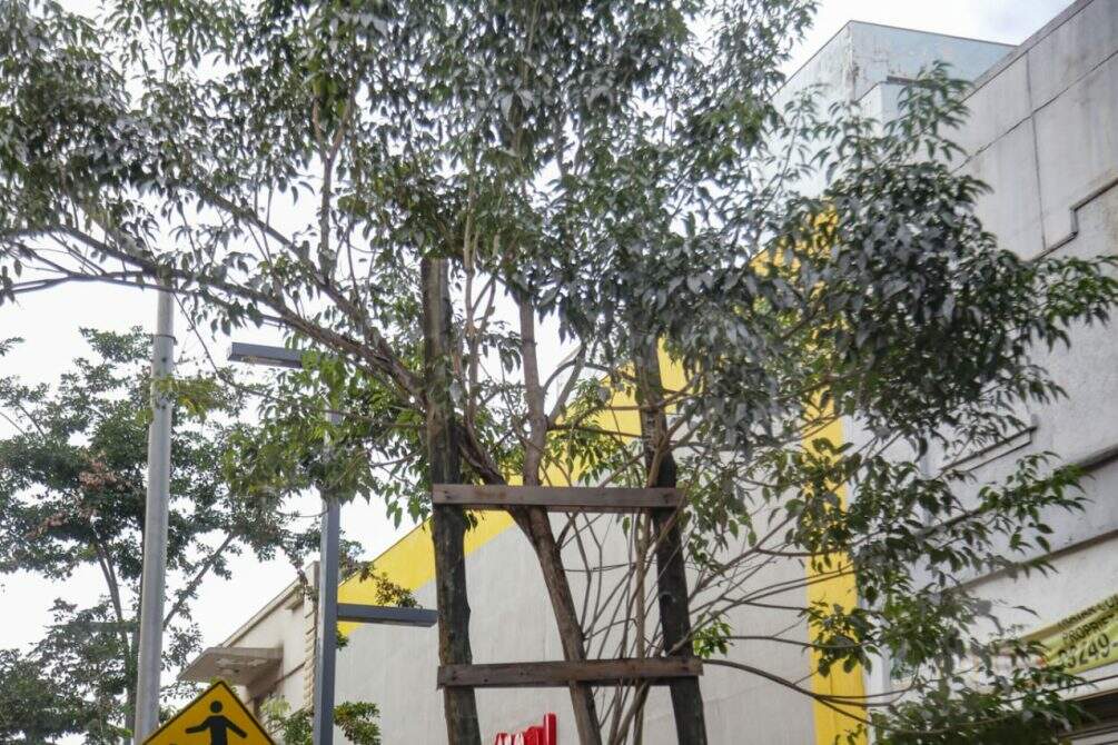 Plantio de árvores chama atenção de moradores no Centro de Campo Grande