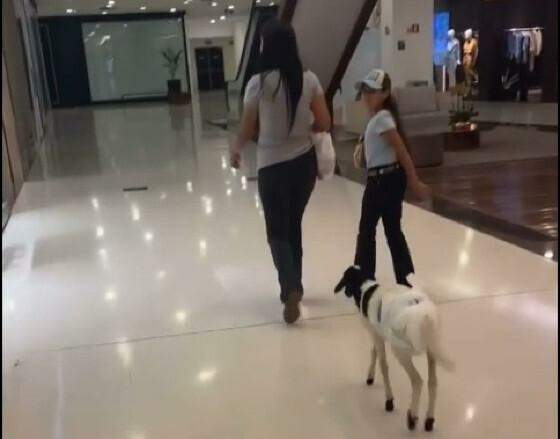 Cordeiro de fralda é visto passeando por shopping de Cuiabá
