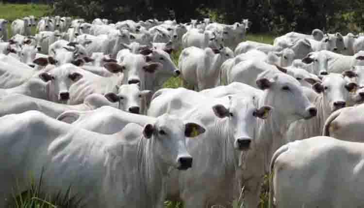 Ladrões invadem fazenda para furtar 37 cabeças de gado 'marcado' em MS