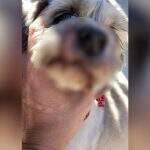 Pitbull solto ataca cães a ‘aterroriza’ moradores de bairro em Campo Grande