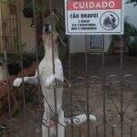 É lei: donos de cães em Campo Grande devem colocar placa de ‘cuidado, cão bravo’ em casa
