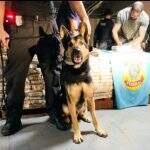 Morre ‘Darth’, cão da PF que atuou na maior apreensão de cocaína em caminhões que saíram de MS