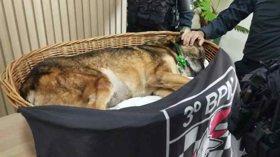 Morre cão policial Milan que serviu por 7 anos no Batalhão da Polícia Militar de Dourados