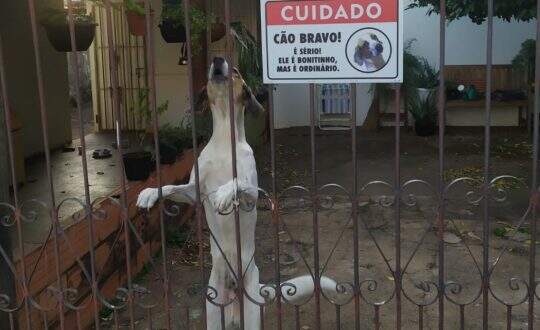 É lei: donos de cães em Campo Grande devem colocar placa de 'cuidado, cão bravo' em casa