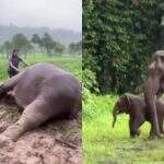 VÍDEO: Elefante desmaia de estresse após filhote cair em buraco na Tailândia