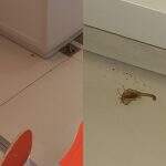 Paciente flagra escorpião em laboratório de hospital particular de Campo Grande