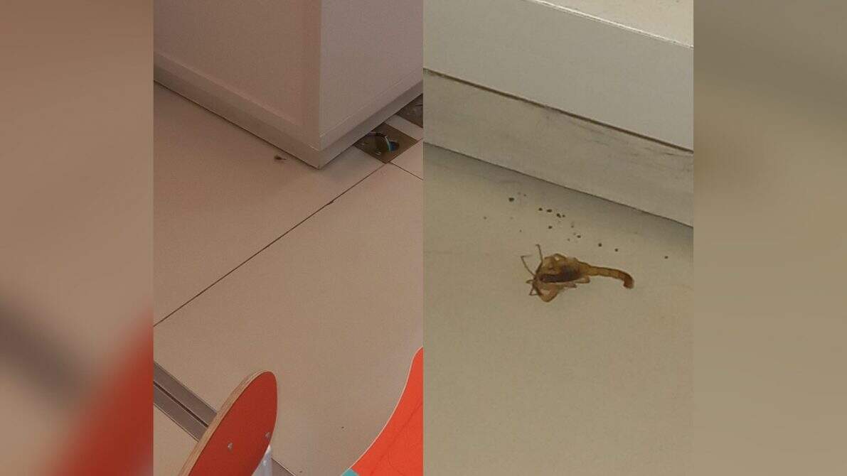 Paciente flagra escorpião em laboratório de hospital particular de Campo Grande