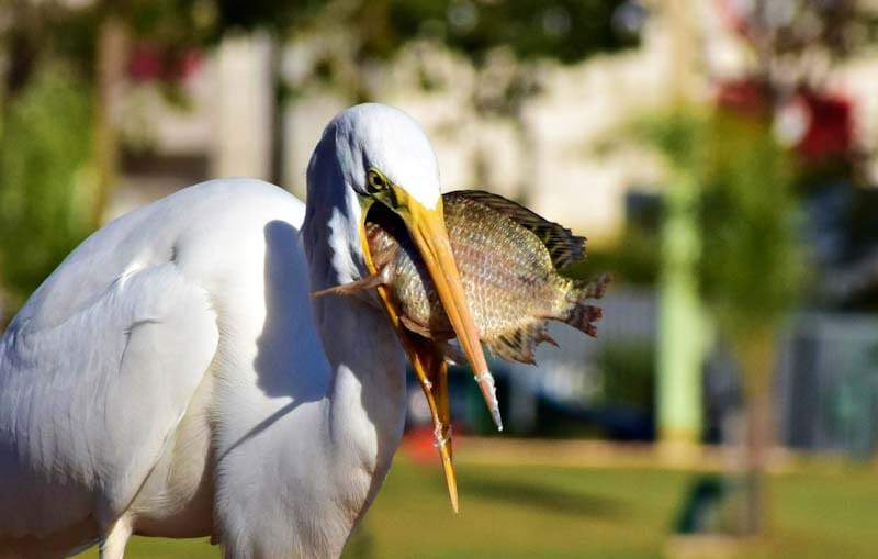 Garça pega peixe maior que a boca, não aguenta comer e devolve no lago do Parque das Nações