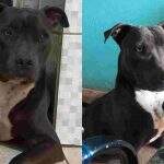 Desaparecido há 20 dias, família procura por pitbull que sumiu no bairro Lageado