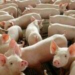 Exames para identificar peste suína começam a ser feitos em MS