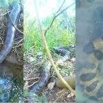 ‘Acho que na outra vida fui uma sucuri’: vídeo mostra ‘anaconda’ macho gigante em MS