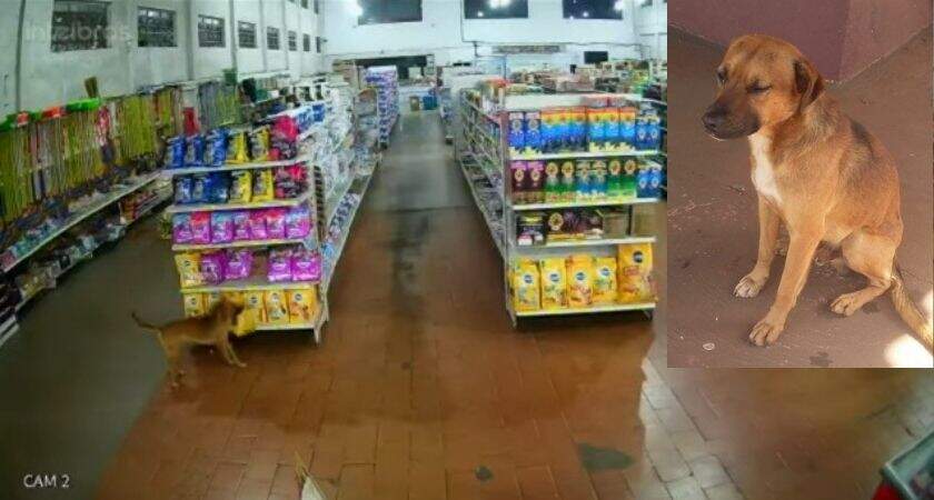 VÍDEO: Cachorro 'Tibério' viralizou após furtar saco de ração em supermercado de MS