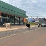 VÍDEO: ‘Passeando’ em rua, vacas tumultuam trânsito nas Moreninhas