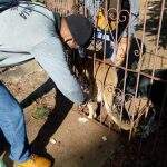 Prefeitura de Dourados segue com vacinação itinerante para cães e gatos